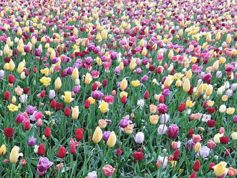 Keukenhof