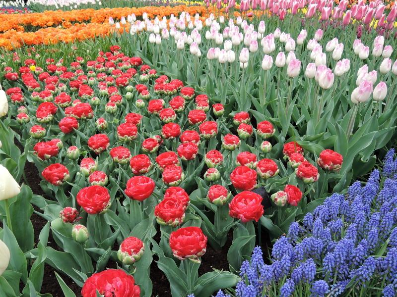 Keukenhof