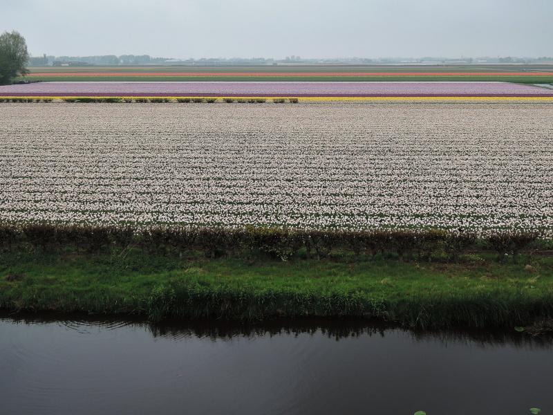 Keukenhof