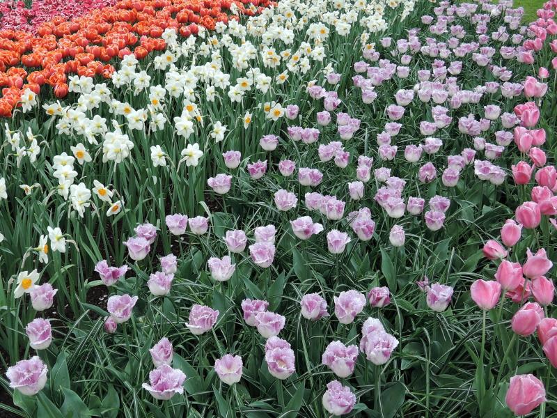 Keukenhof