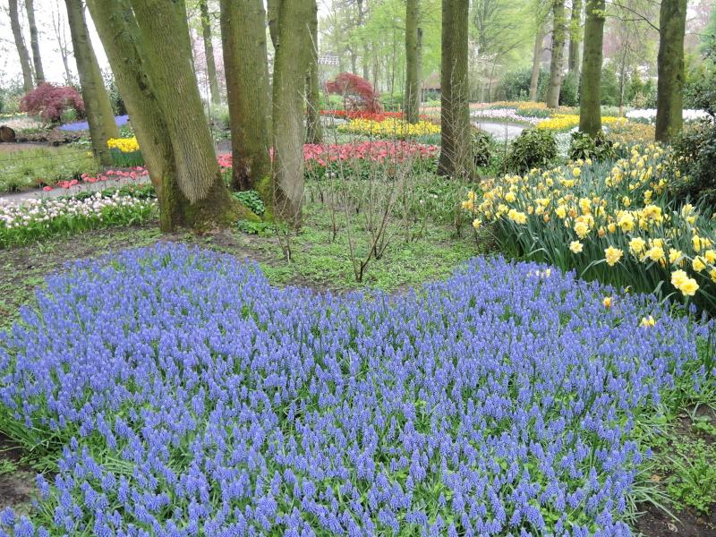 Keukenhof