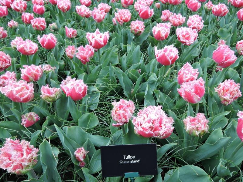 Keukenhof