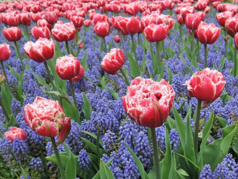 Keukenhof