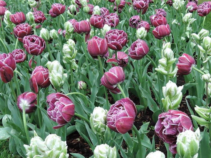 Keukenhof