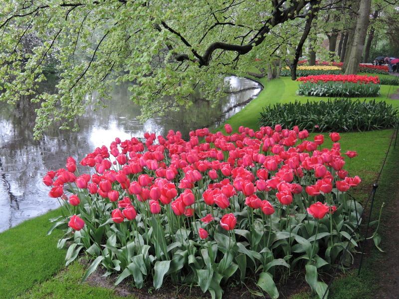 Keukenhof