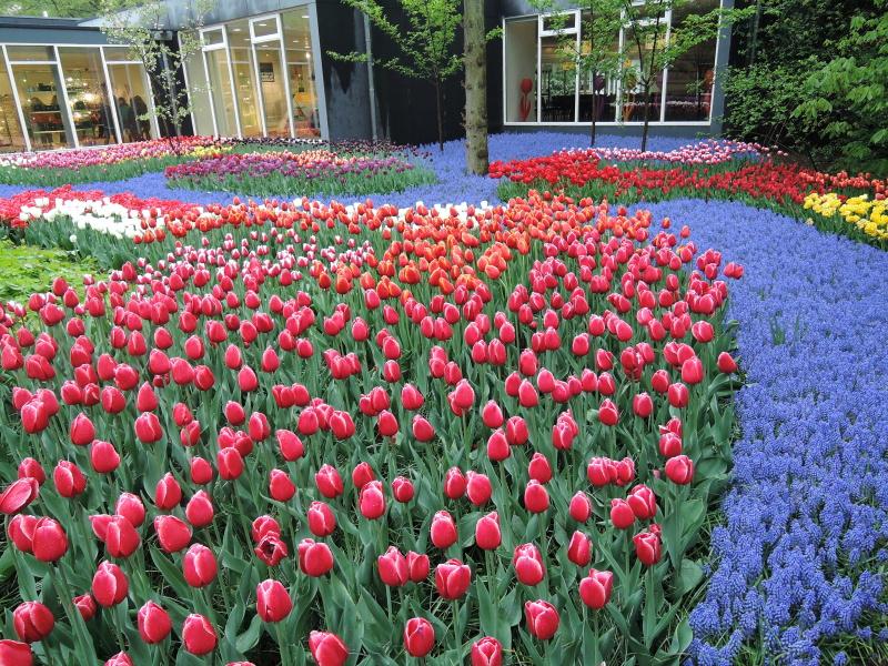 Keukenhof