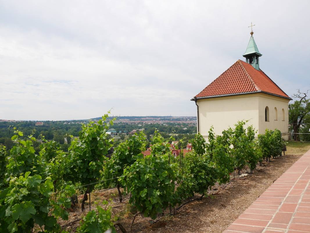Výhľad na vinice a Kaplnka sv. Kláry