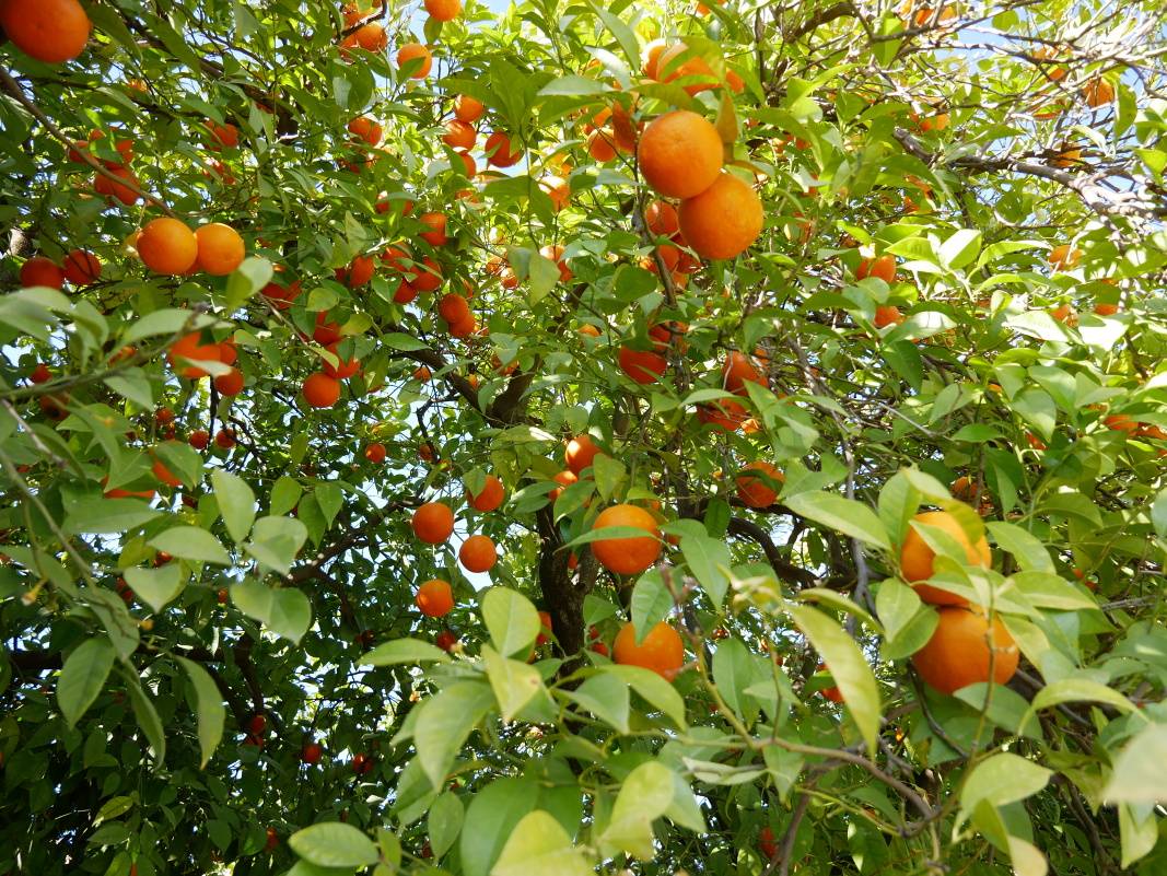 Vade pomarane ... vo februri :)