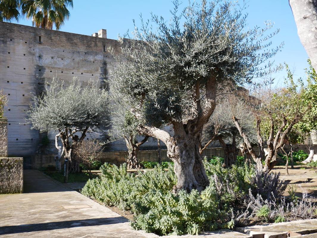 Alcazar - asn olivovnky v zeleninovej zhrade