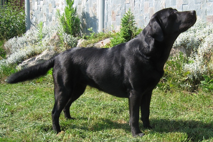 Kora