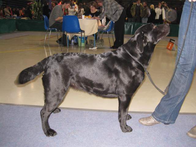 Kora