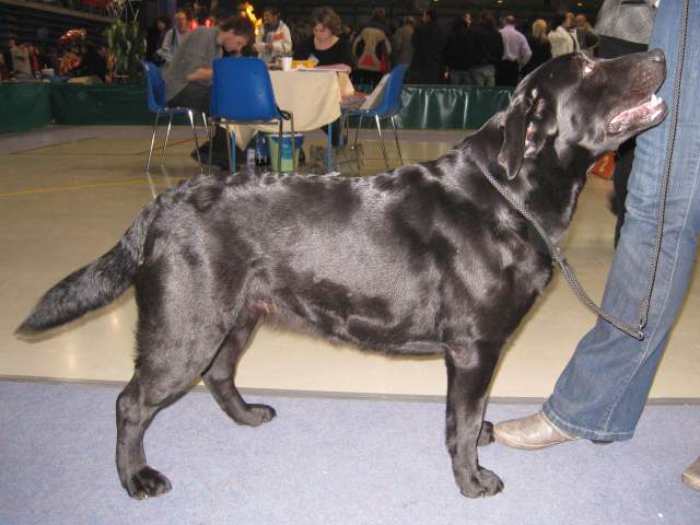 Kora