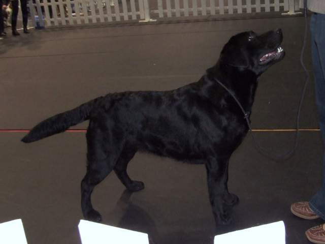 Kora