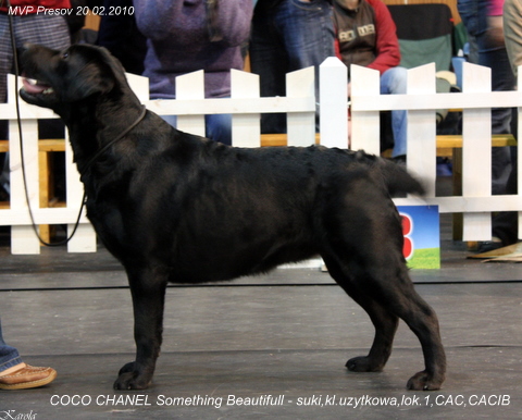 Coco Chanel Something Beautiful - V1, CAC, CACIB, East Winner 2010, trieda pracovná, suky