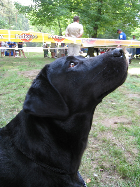 Kora