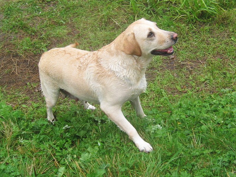 Kika