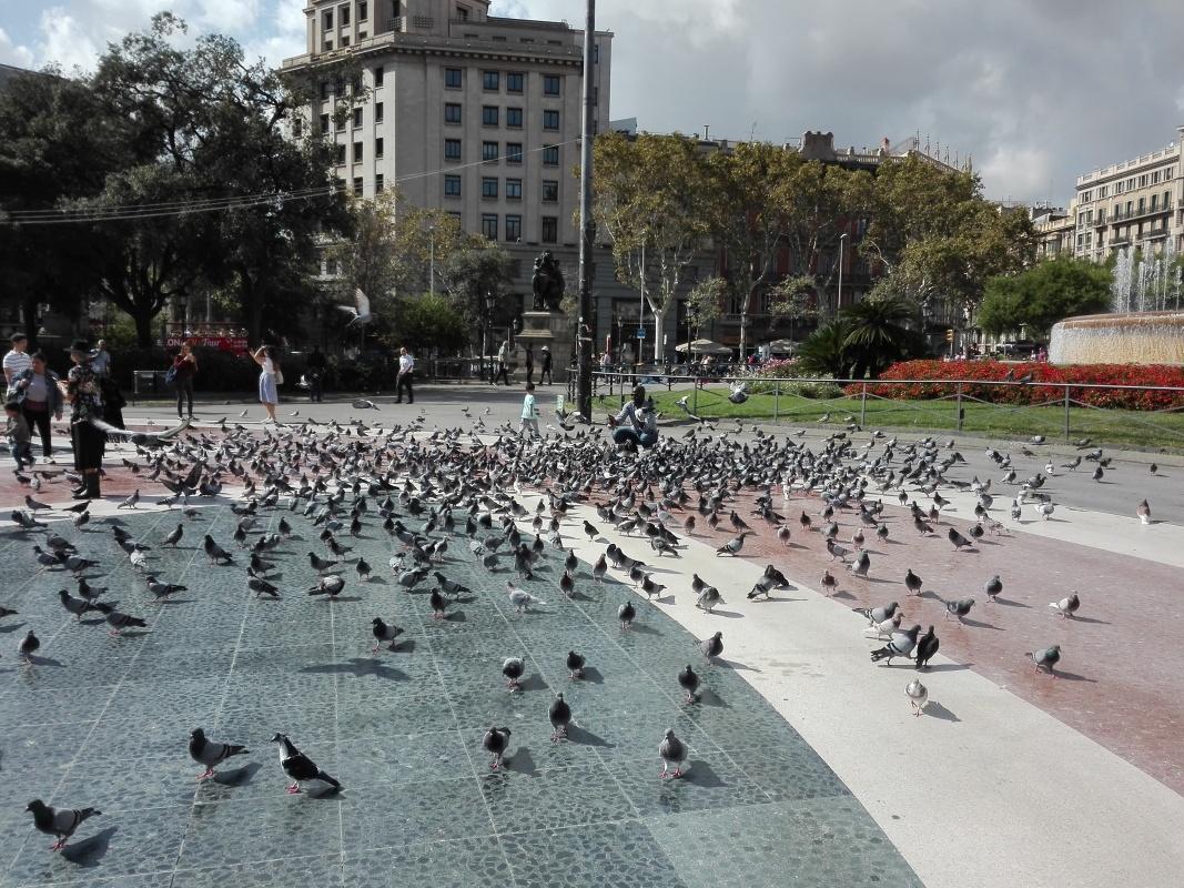 Holubár na Placa de Catalunya