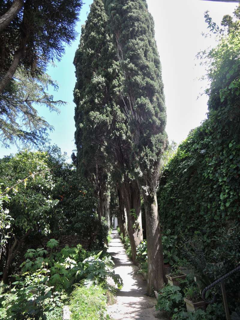 San Michele - alej