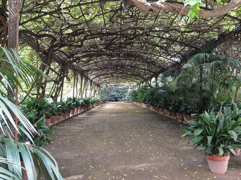 Pergola s vistériou