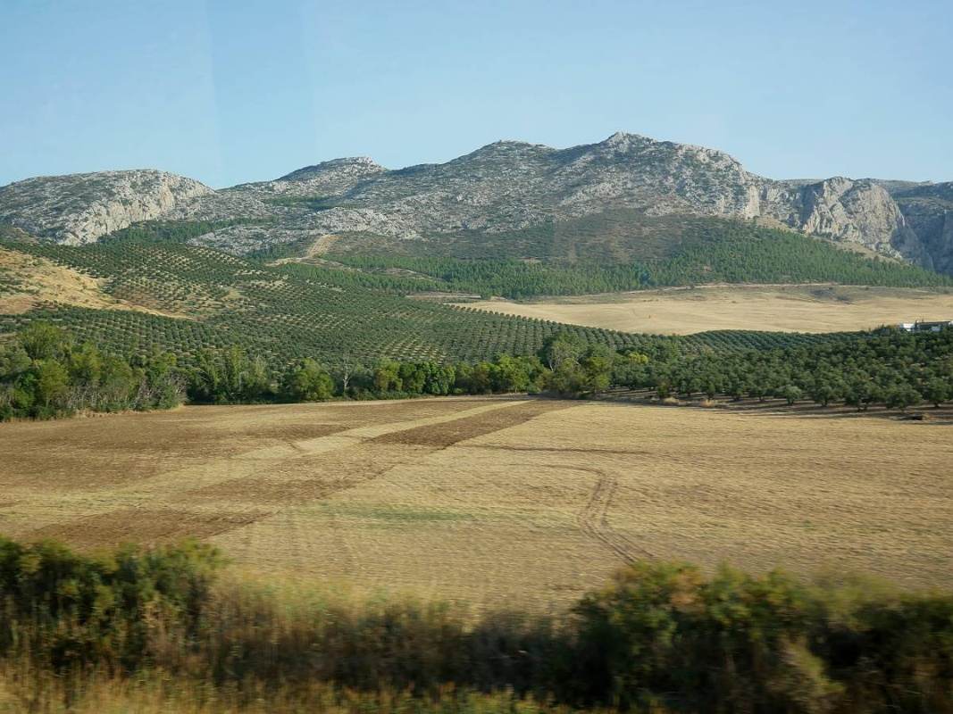 Krajina po ceste do Malagy - olivové háje a skaly
