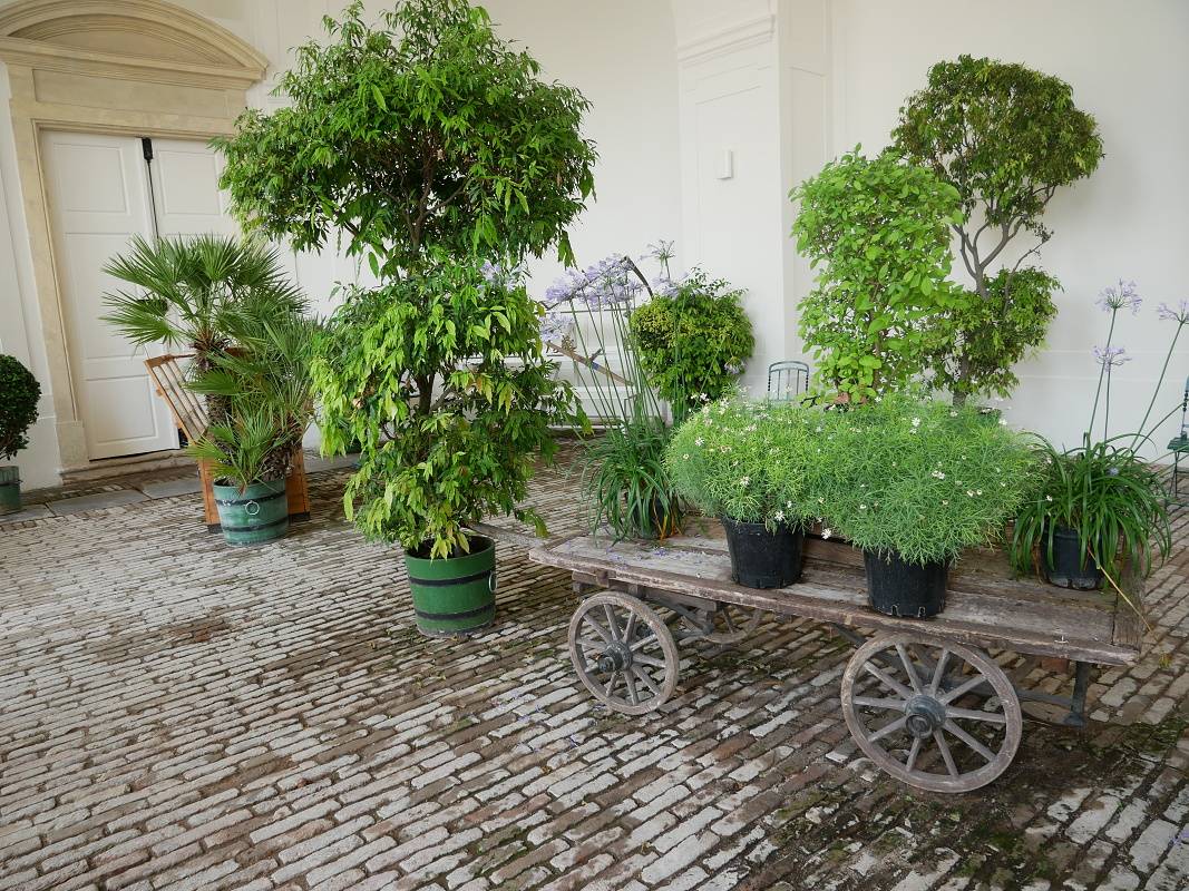 Schönbrunn - Orangerie