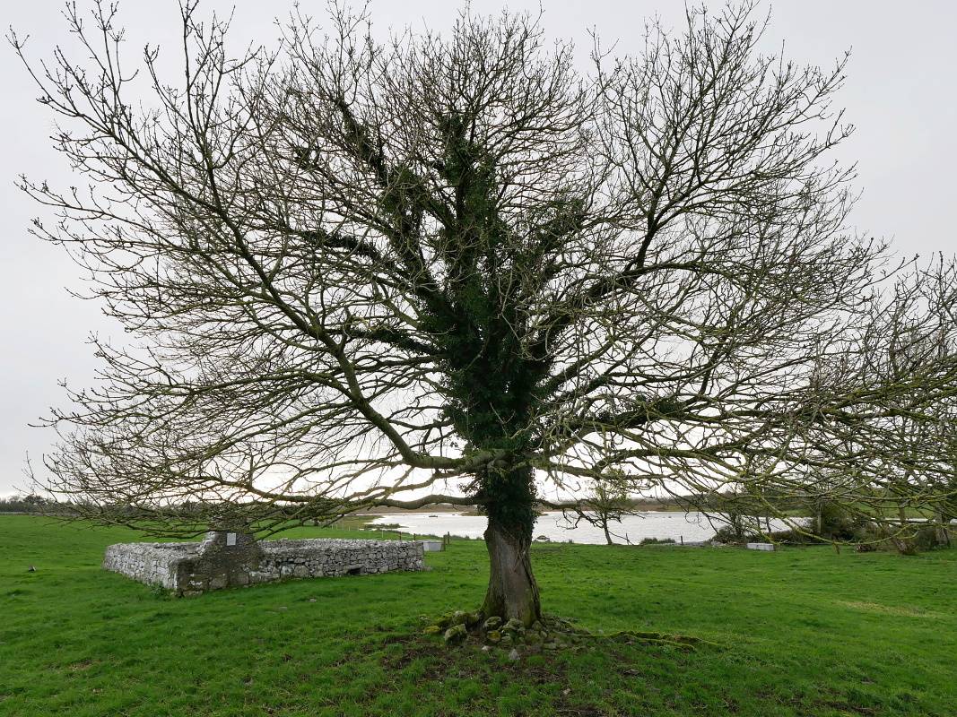 Opátstvo Kilmacduagh - kláštorný kostol Mac Daugha