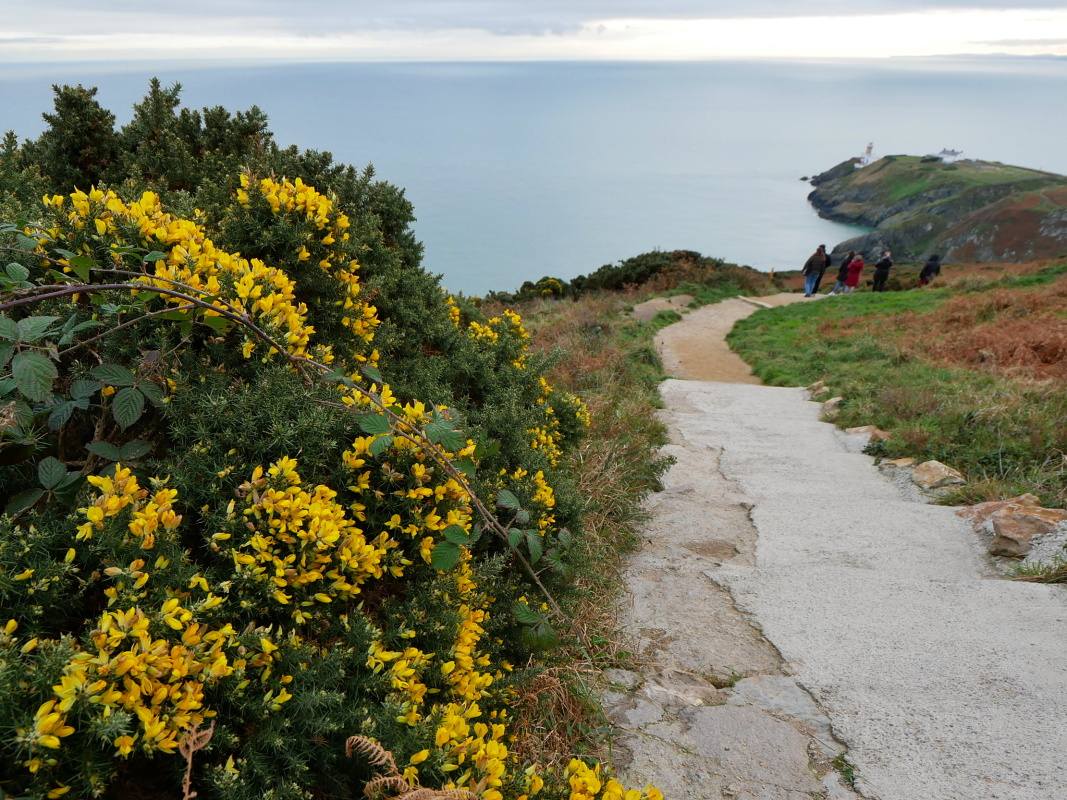 Howth - cesta k majáku, kvitnúci ihličnan :O