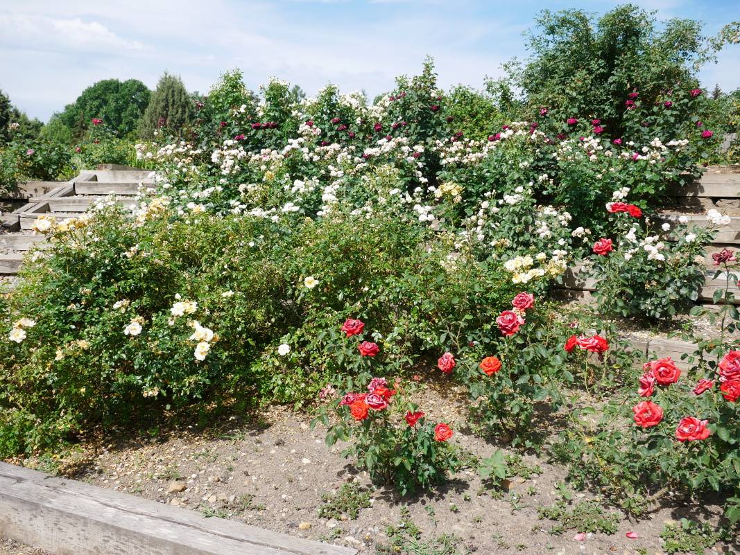 Rozárium