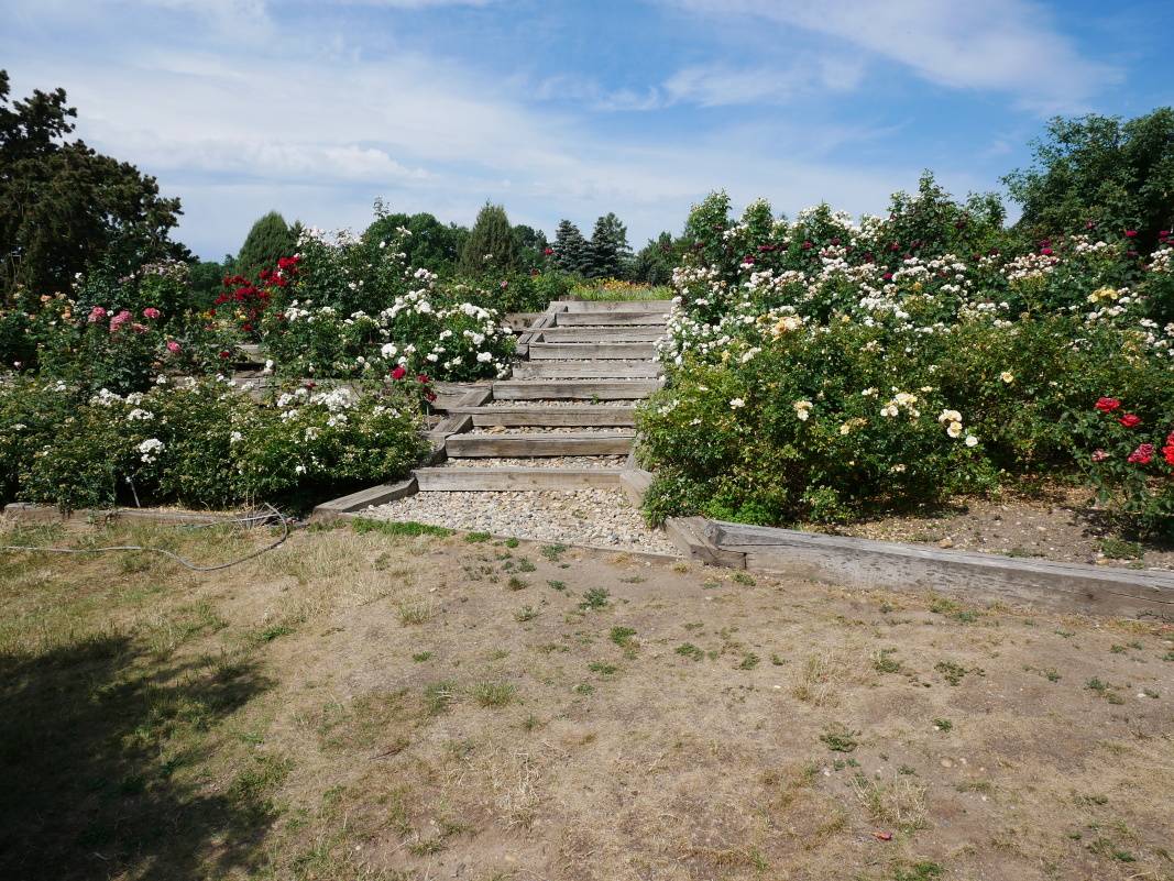 Rozárium
