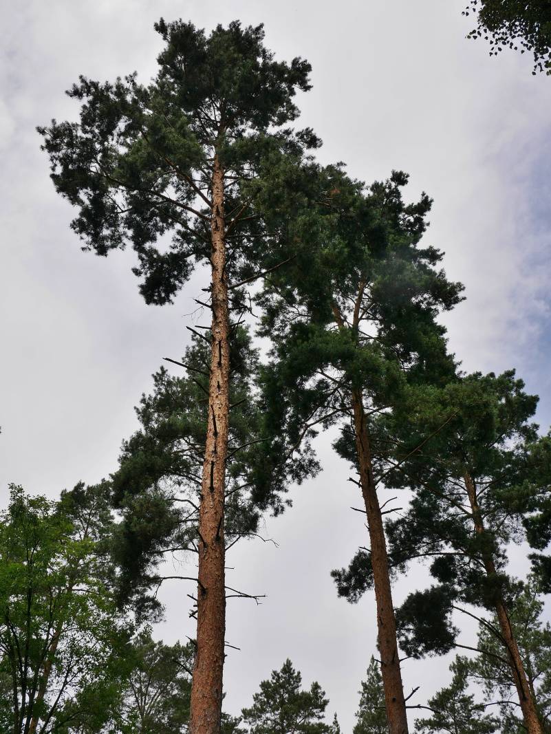 Pinetum - asi podľa vysokých pínií