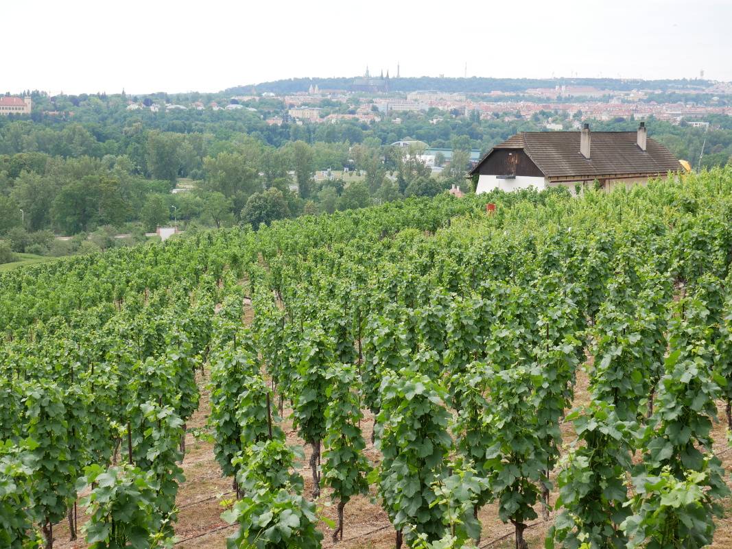 Výhľady na vinice