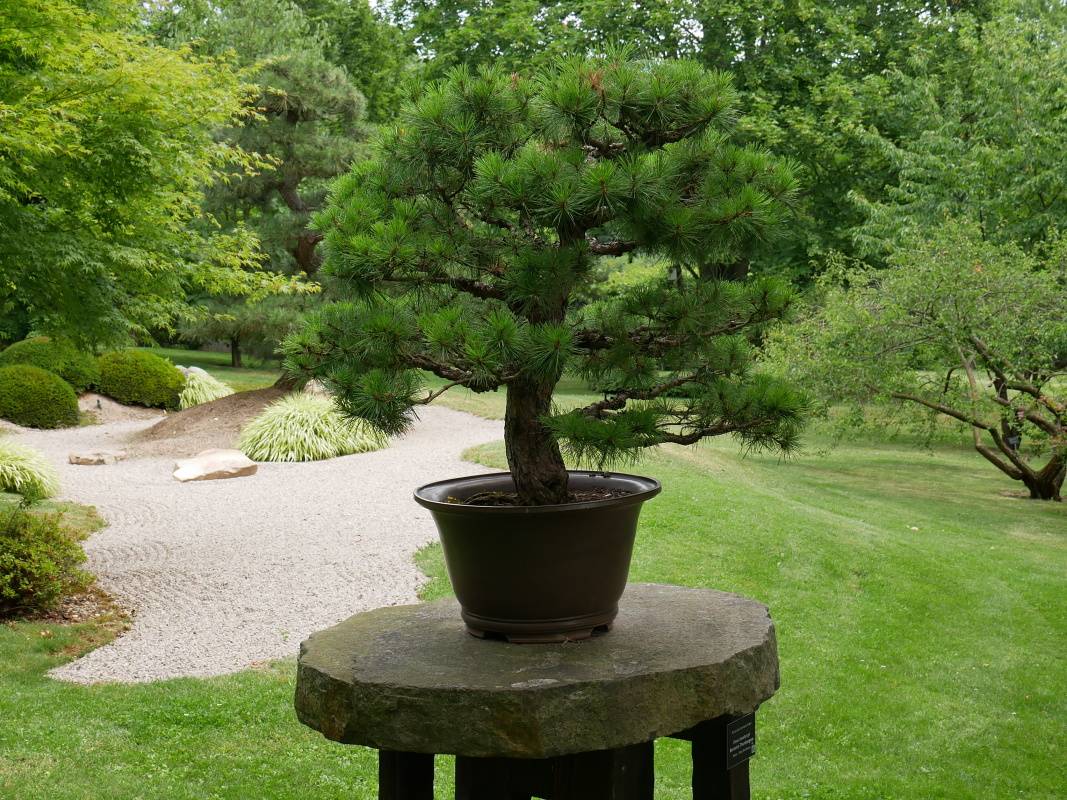Japonská záhrada