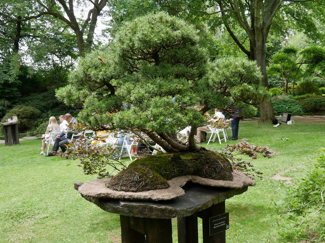 Japonská záhrada