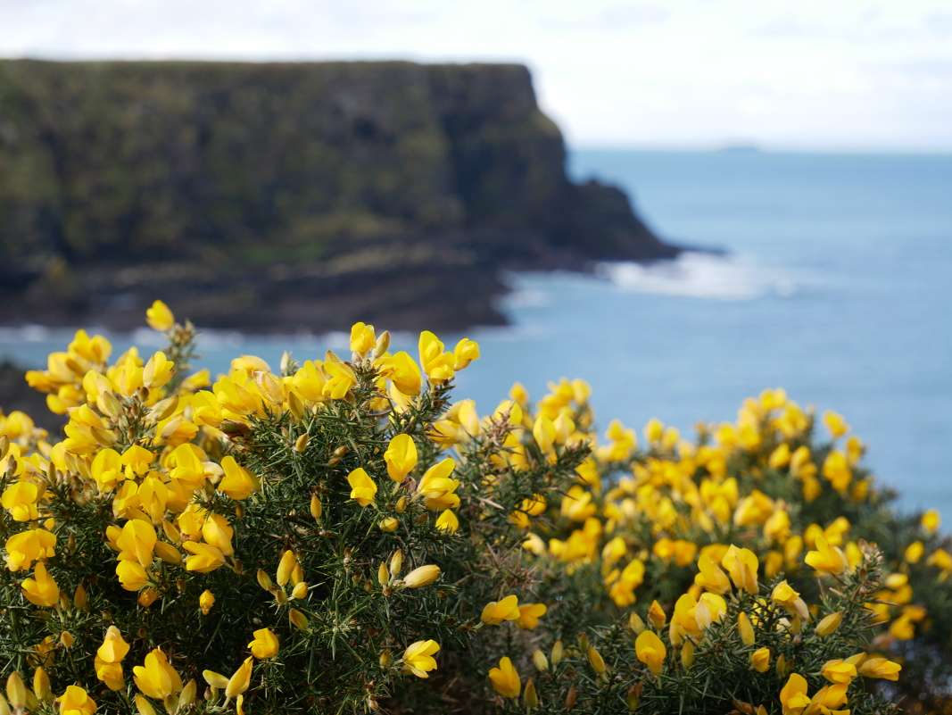 Giant's Causeway