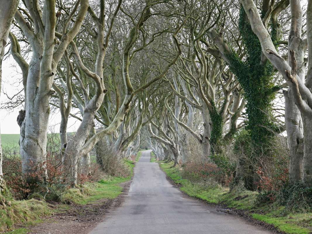 Dark Hedges