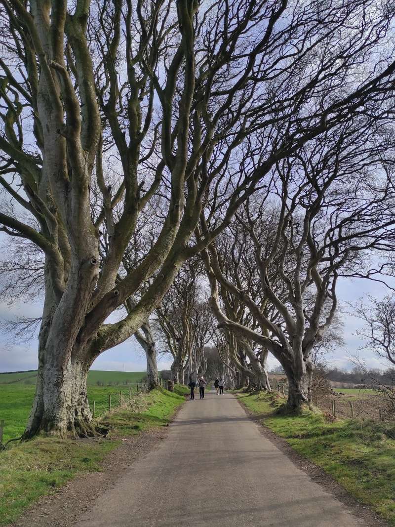 Dark Hedges