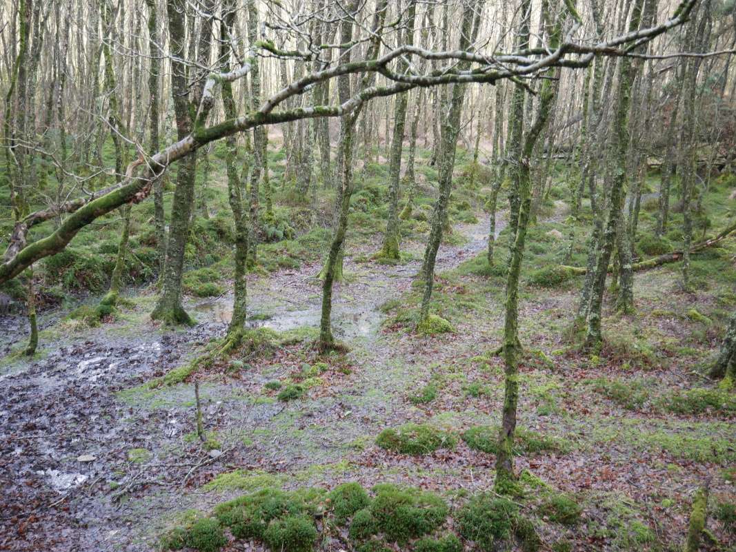 Glendalough - od Dolného k Hornému jazeru