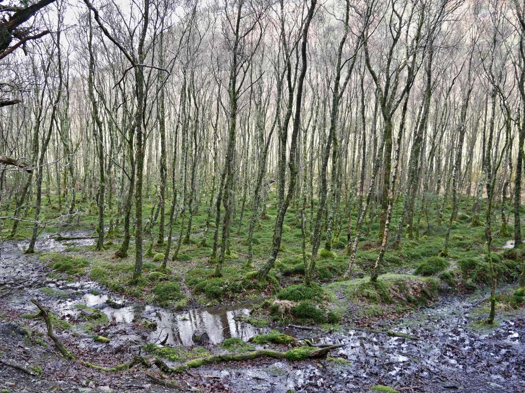 Glendalough - od Dolného k Hornému jazeru