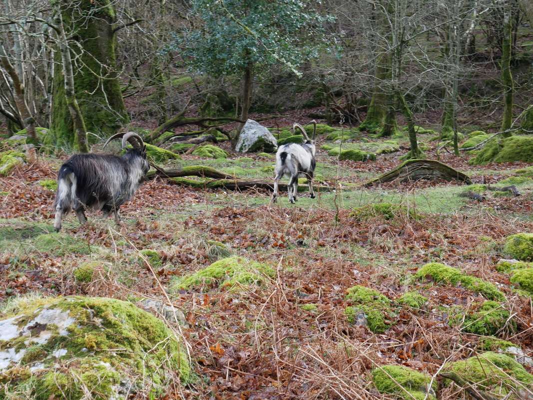 Glendalough - takéto horské kozy nám prešli cez cestu!