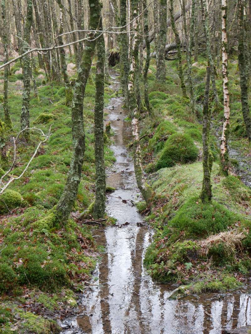 Glendalough - od Horného jazera k Dolnému