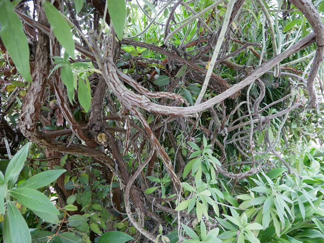 Botanická záhrada Talbot