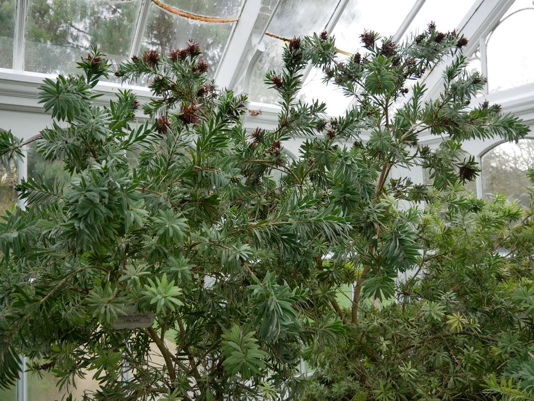 Botanická záhrada Talbot