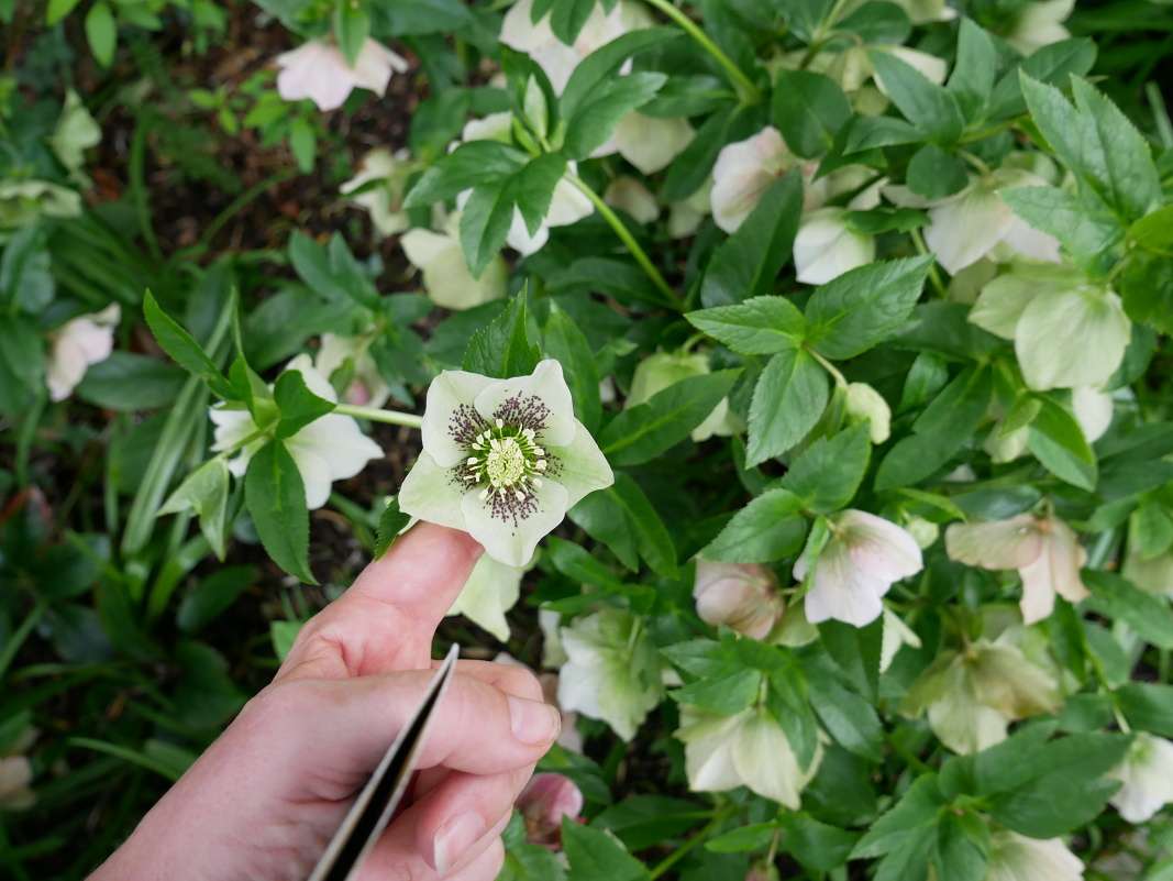 Botanická záhrada Talbot
