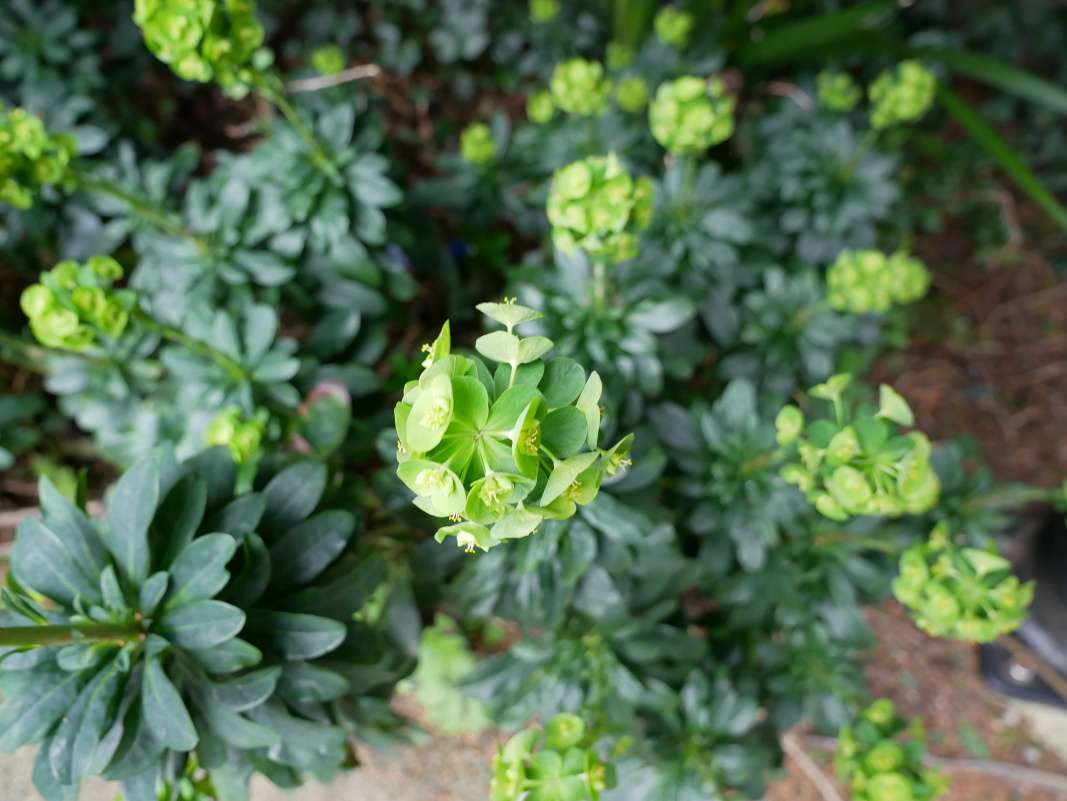 Botanická záhrada Talbot