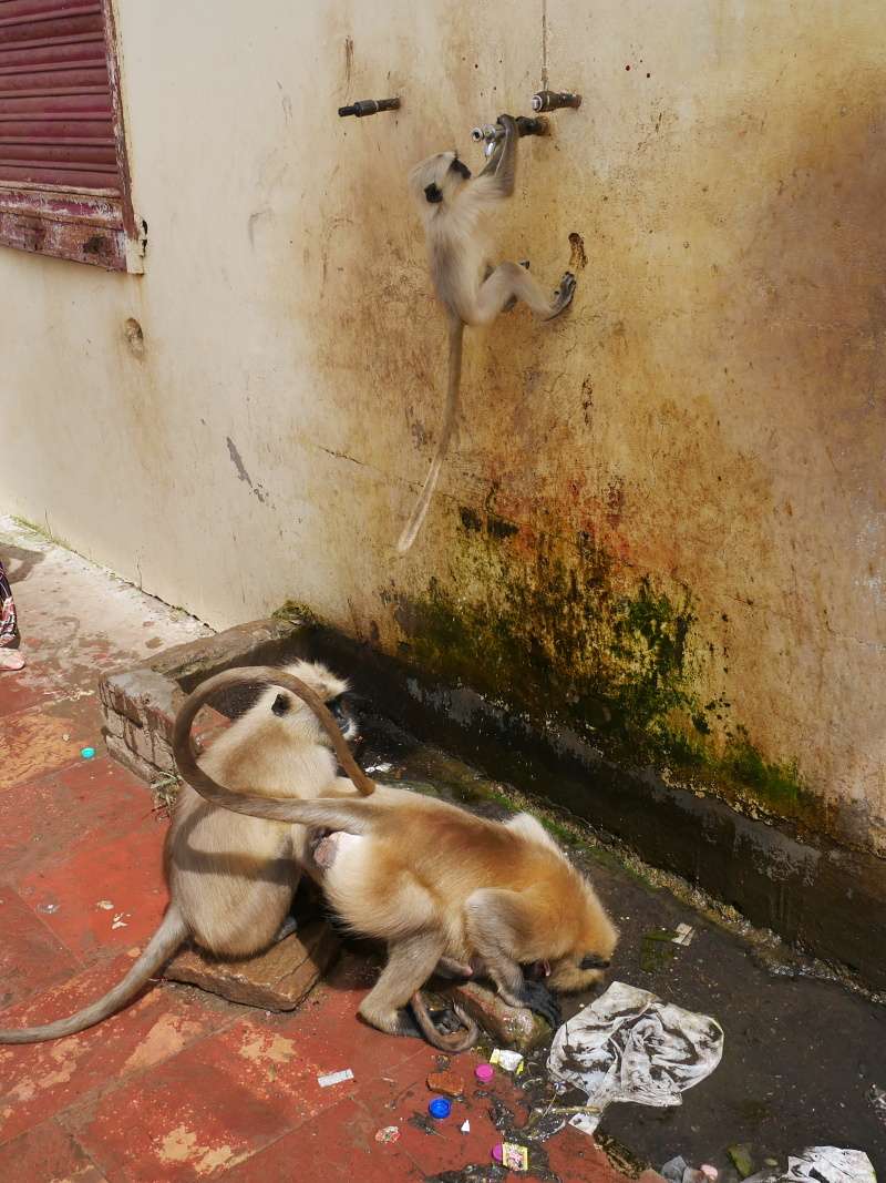 Savitri Mata Mandir - opice