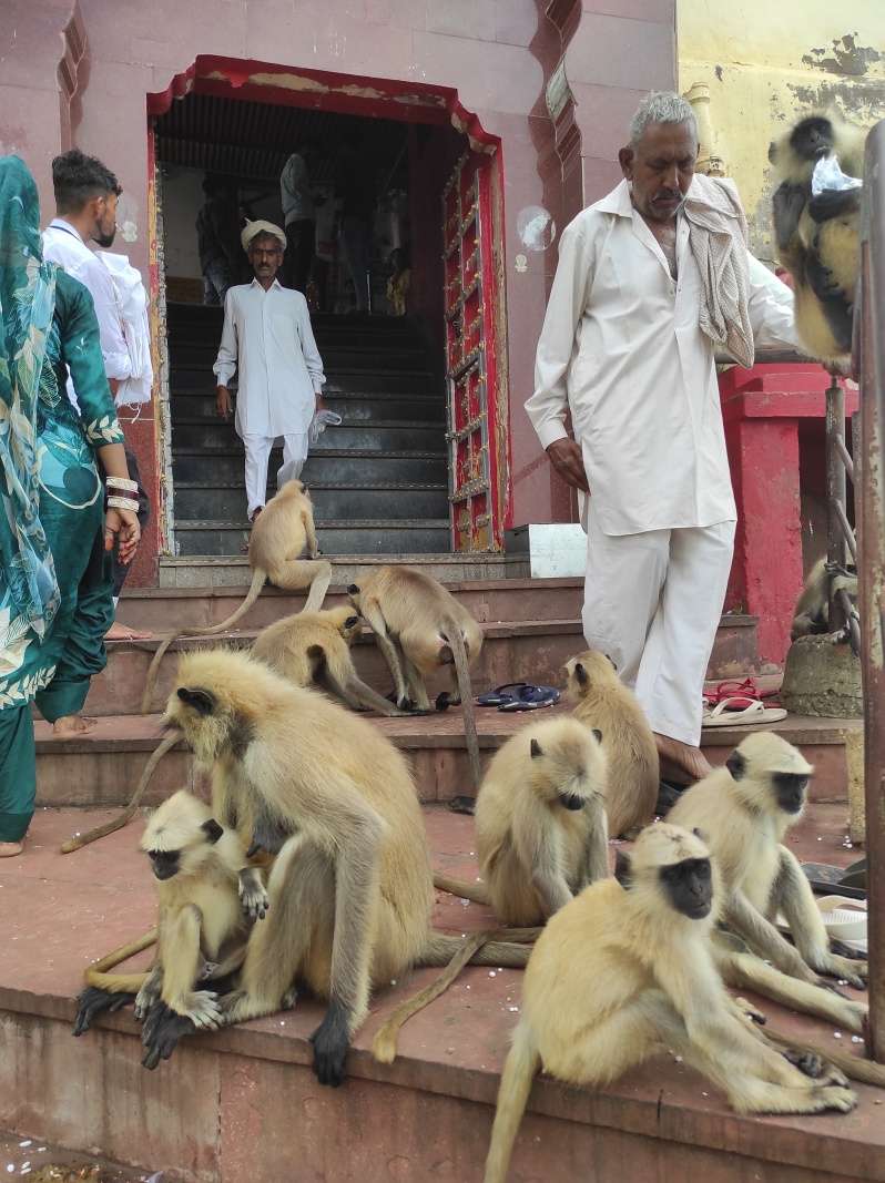 Savitri Mata Mandir - opice preskakujem aj pred vchodom do chrámu
