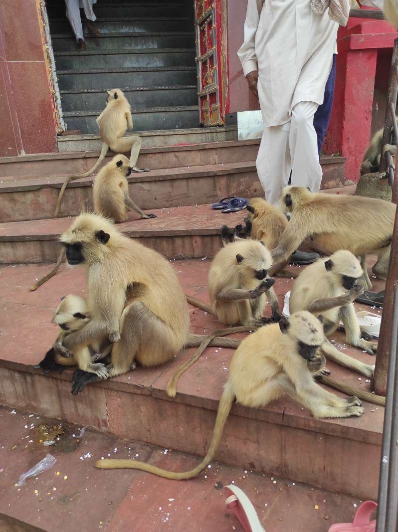 Savitri Mata Mandir - opice mi asistujú pri obúvaní
