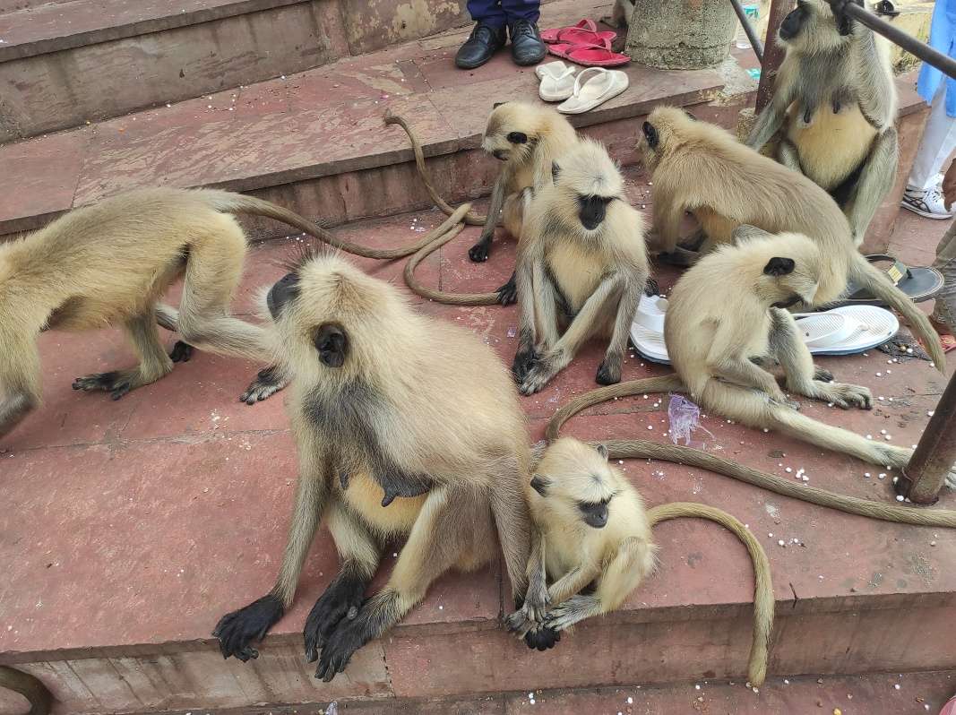 Savitri Mata Mandir - tá menšia mi skočila na tašku ale hneď som ju odplašila