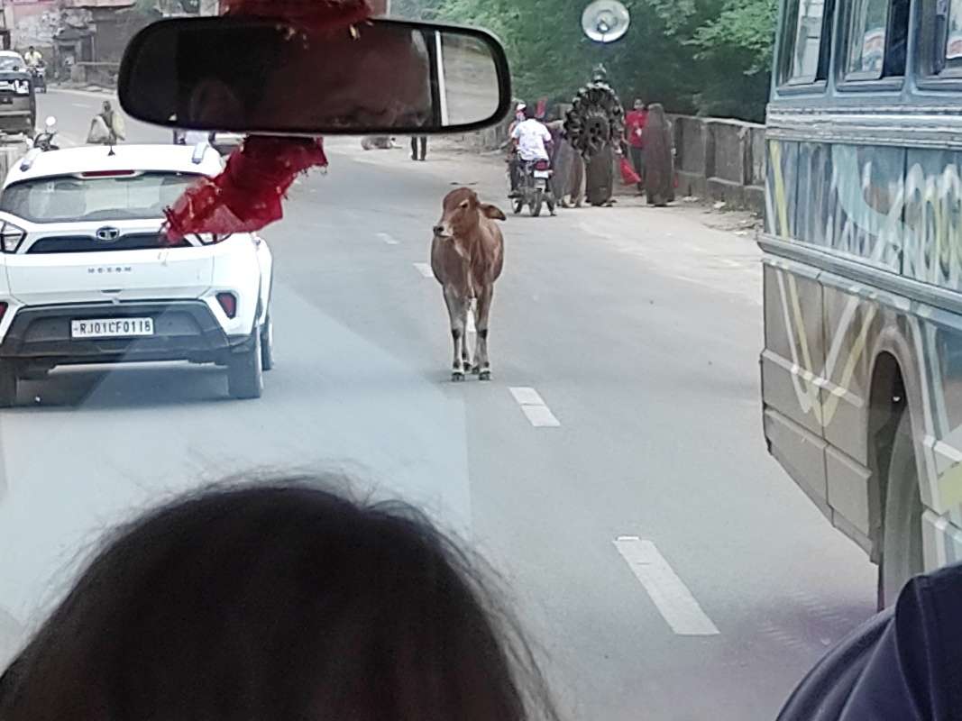 Puškar a posvätné kravy