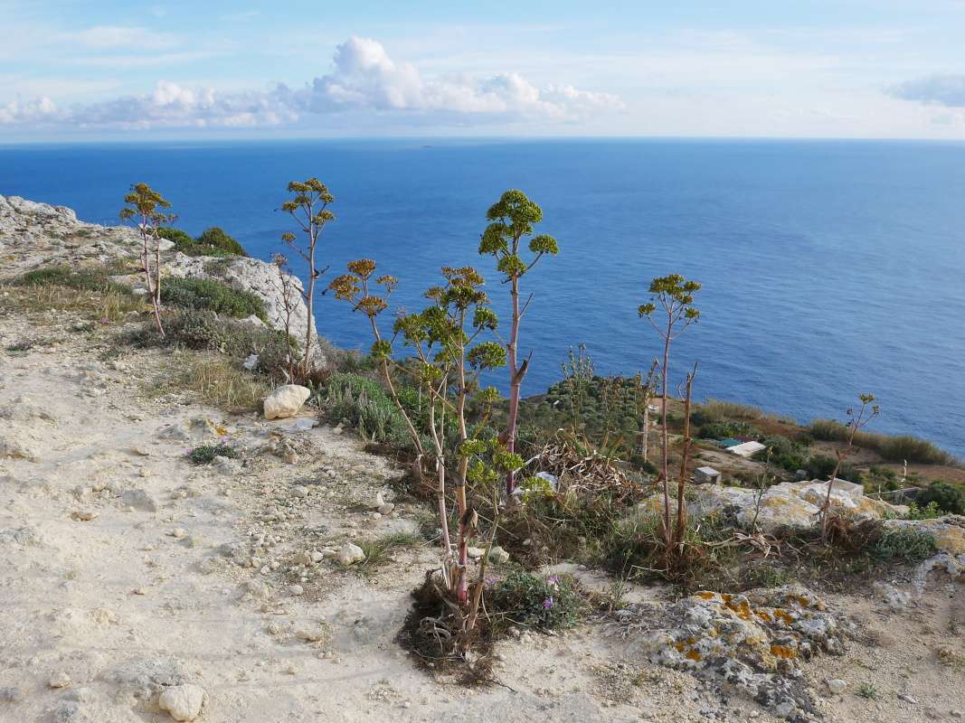 Rabat - Dingli Cliffs